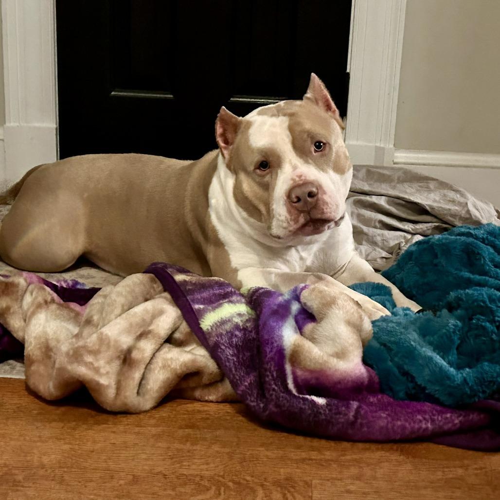 Enlarge Hammy, a Adoptable mixed breed in Richmond, VA image 4/6