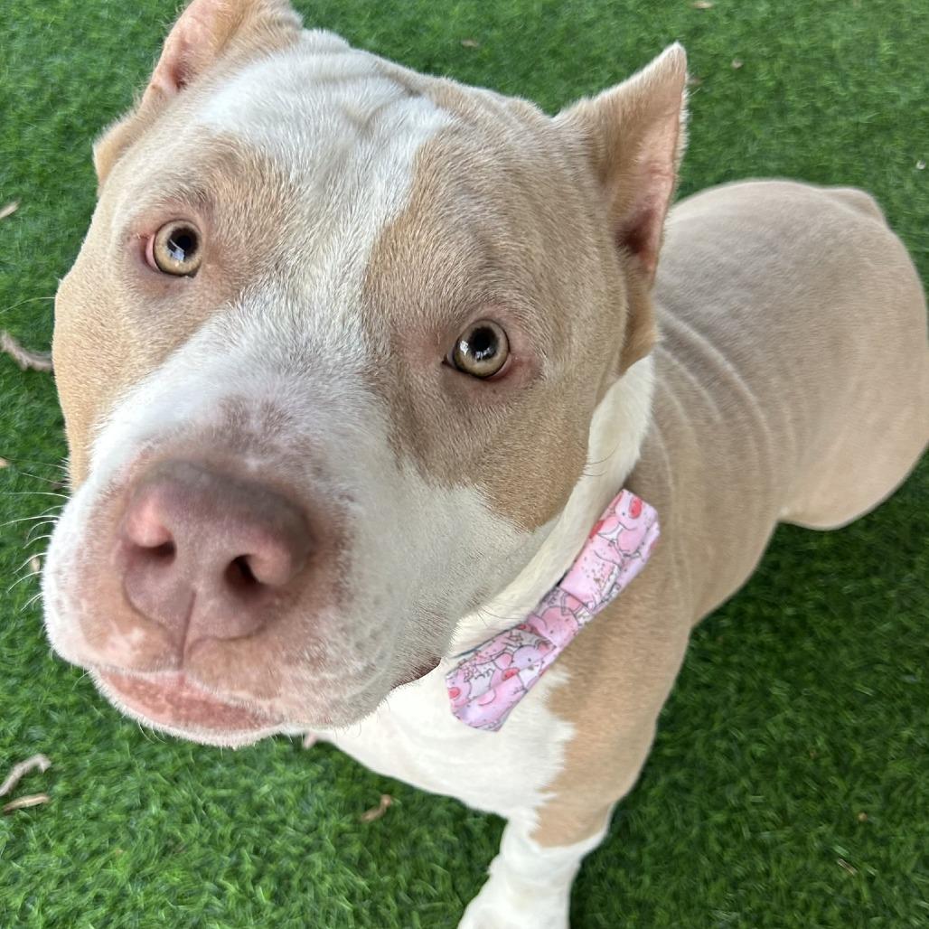 Enlarge Hammy, a Adoptable mixed breed in Richmond, VA image 5/6