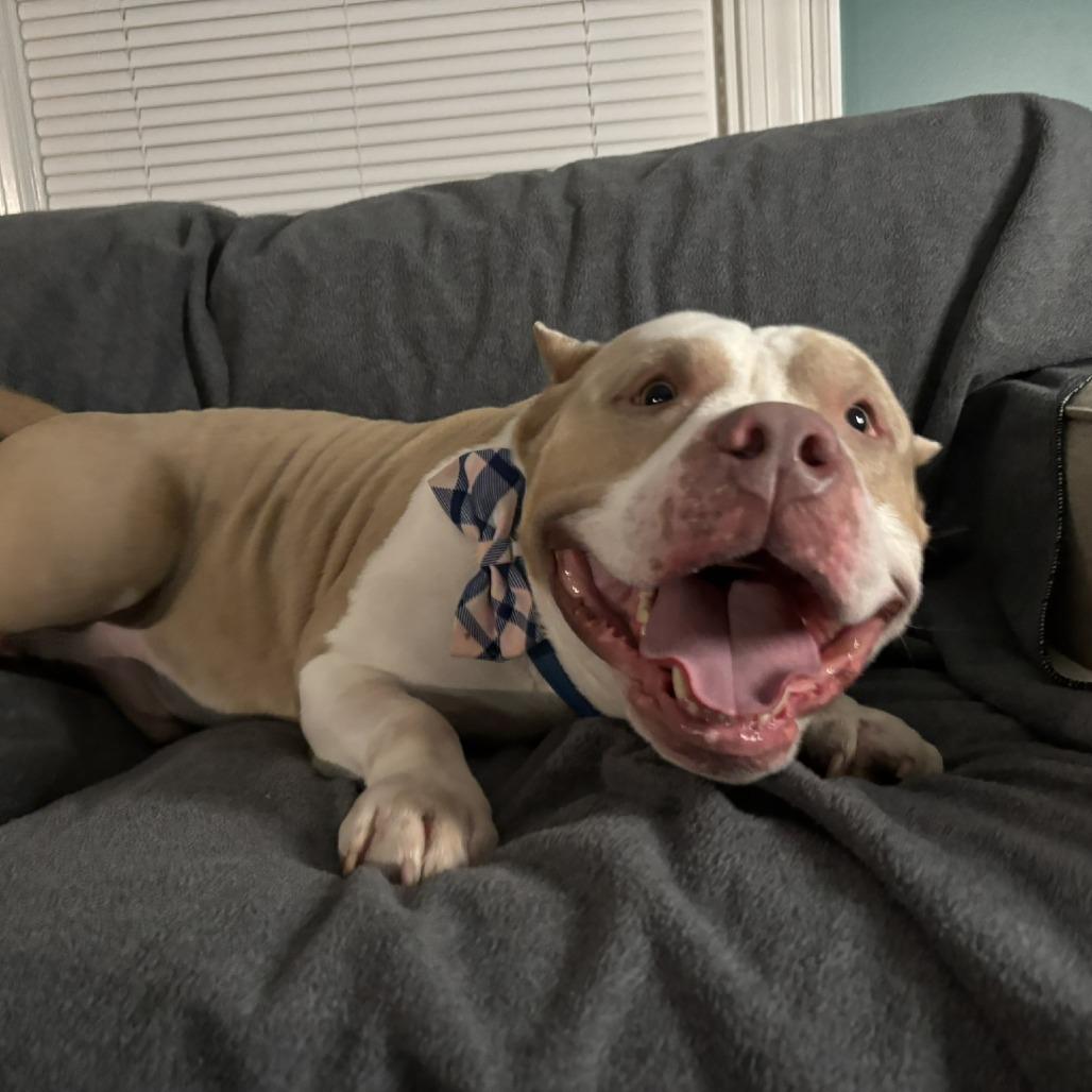 Enlarge Hammy, a Adoptable mixed breed in Richmond, VA image 6/6