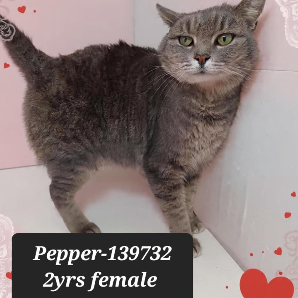 Pepper, Adoptable, Adult Female Domestic Short Hair.