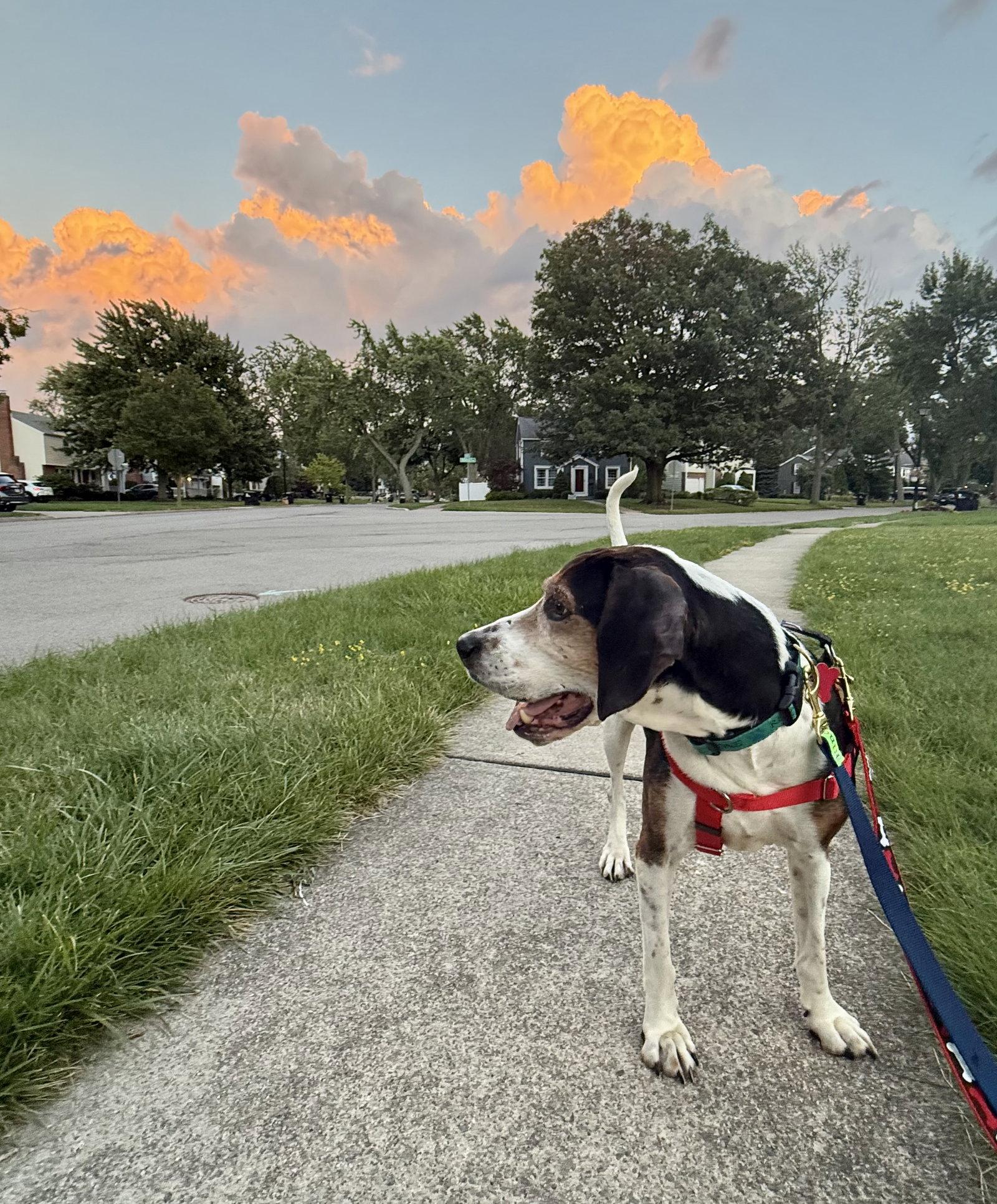 Norman, Adoptable, Senior Male Hound.