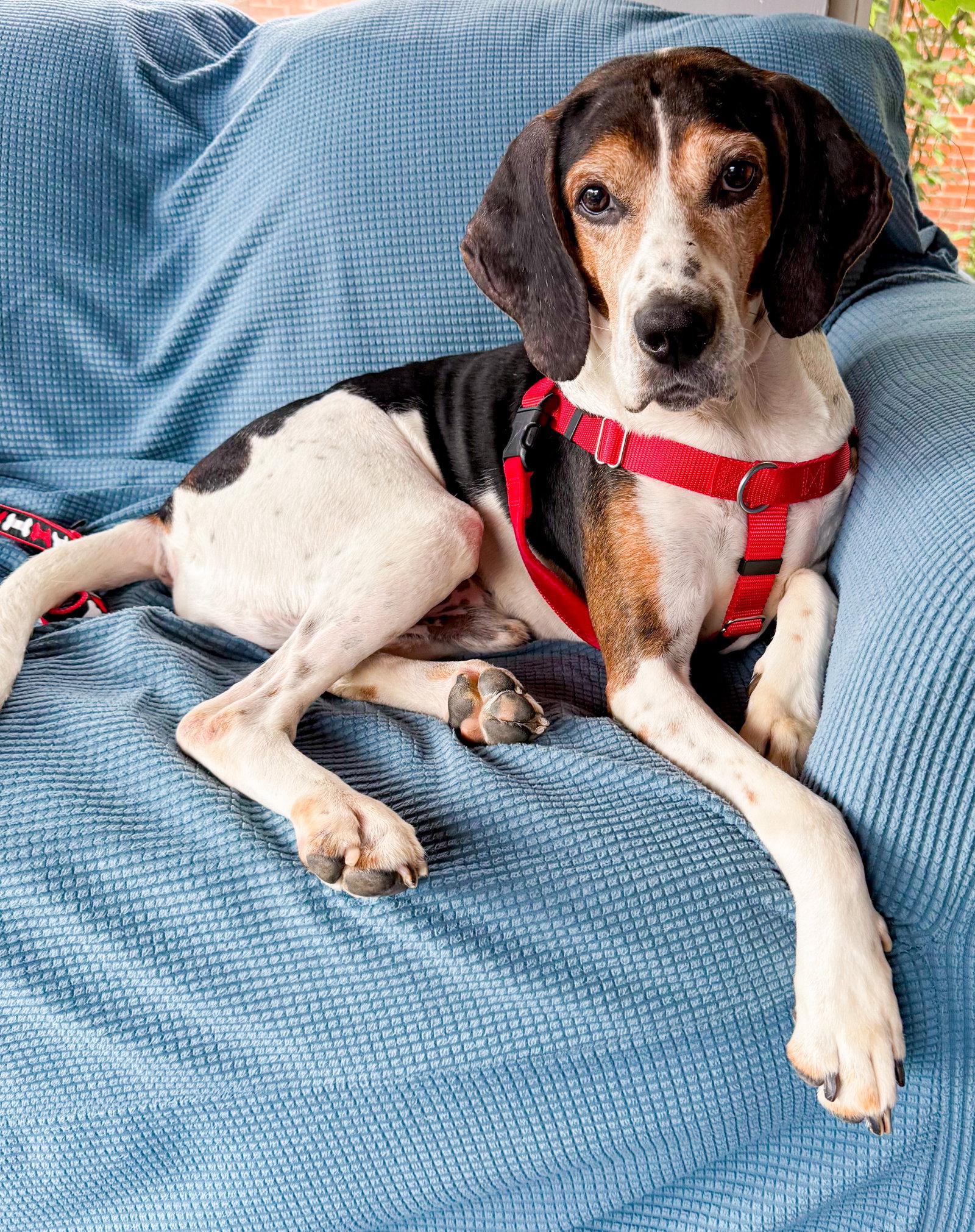 Enlarge Norman, a Adoptable Hound in Springville, NY image 2/3