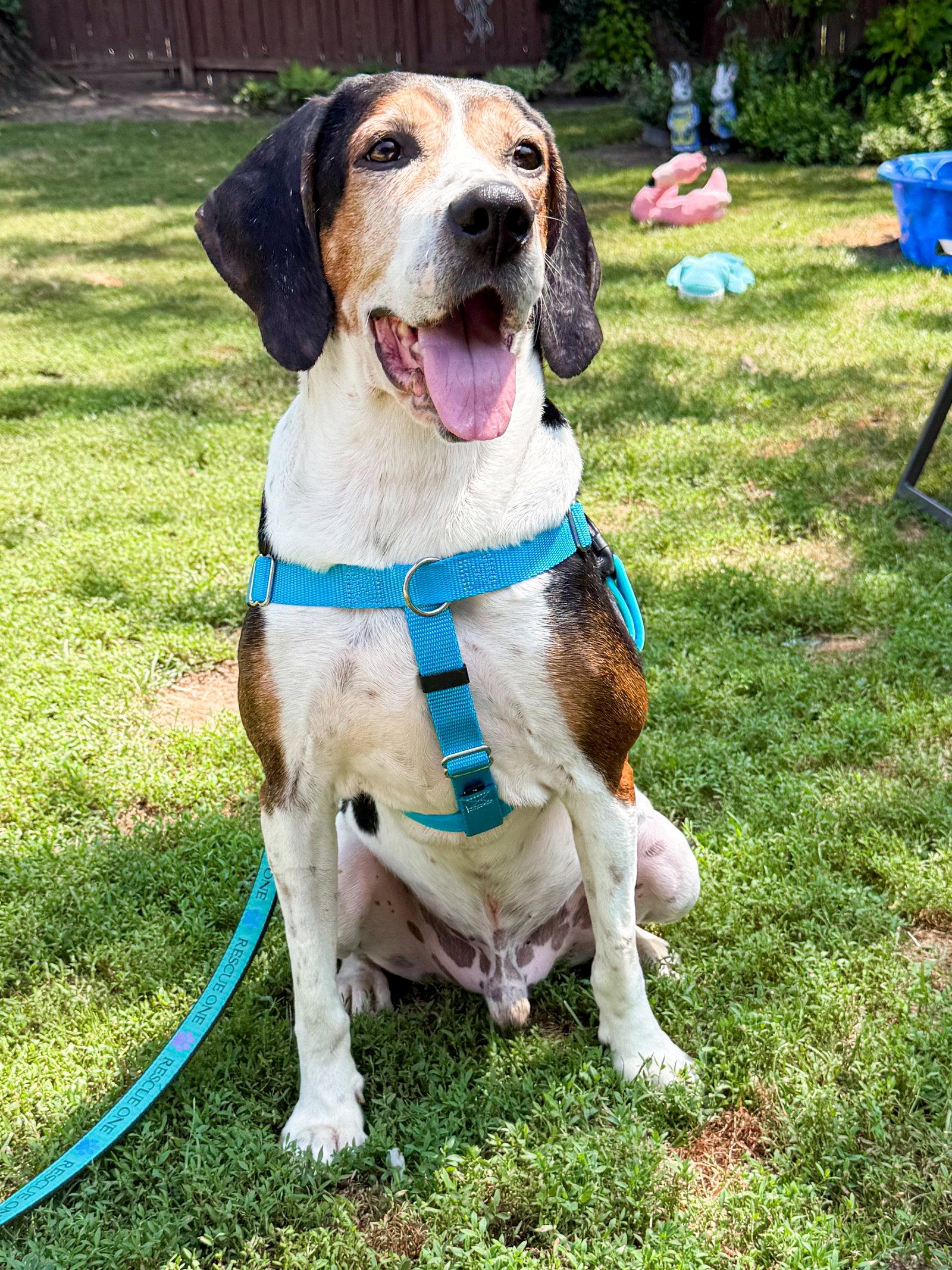 Enlarge Norman, a Adoptable Hound in Springville, NY image 3/3