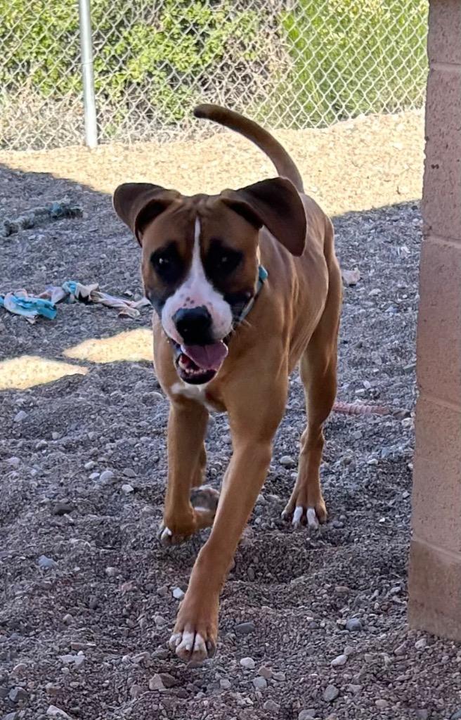 Enlarge Boxster, a Adoptable Boxer in Cottonwood, AZ image 2/3