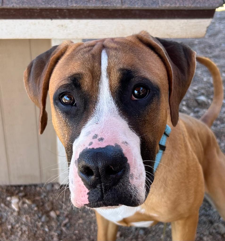 Enlarge Boxster, a Adoptable Boxer in Cottonwood, AZ image 3/3