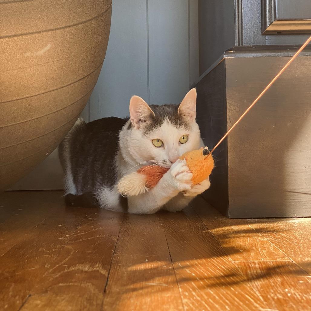 Ivy, Adoptable, Adult Female Domestic Short Hair.