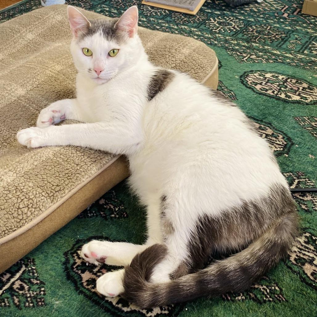 Enlarge Ivy, a Adoptable Domestic Short Hair in Ashland, MA image 2/4