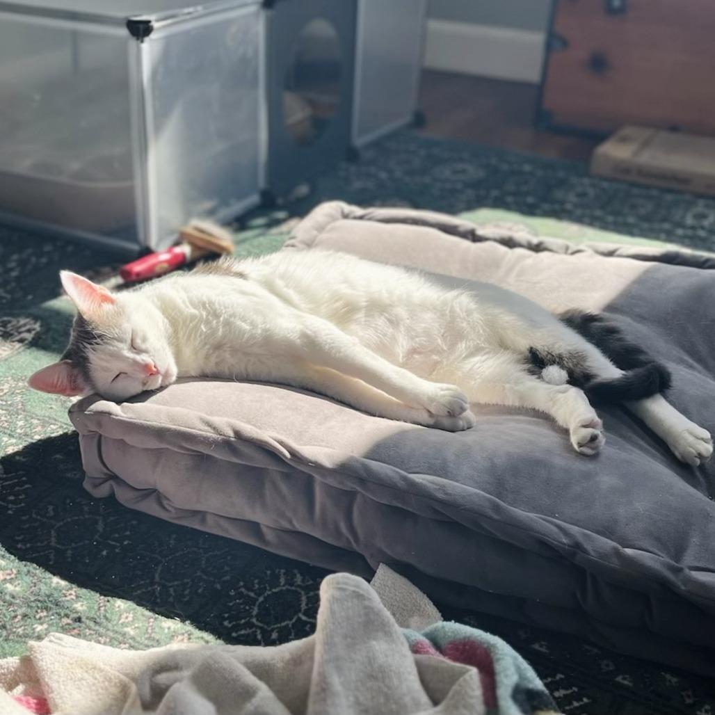 Enlarge Ivy, a Adoptable Domestic Short Hair in Ashland, MA image 3/4