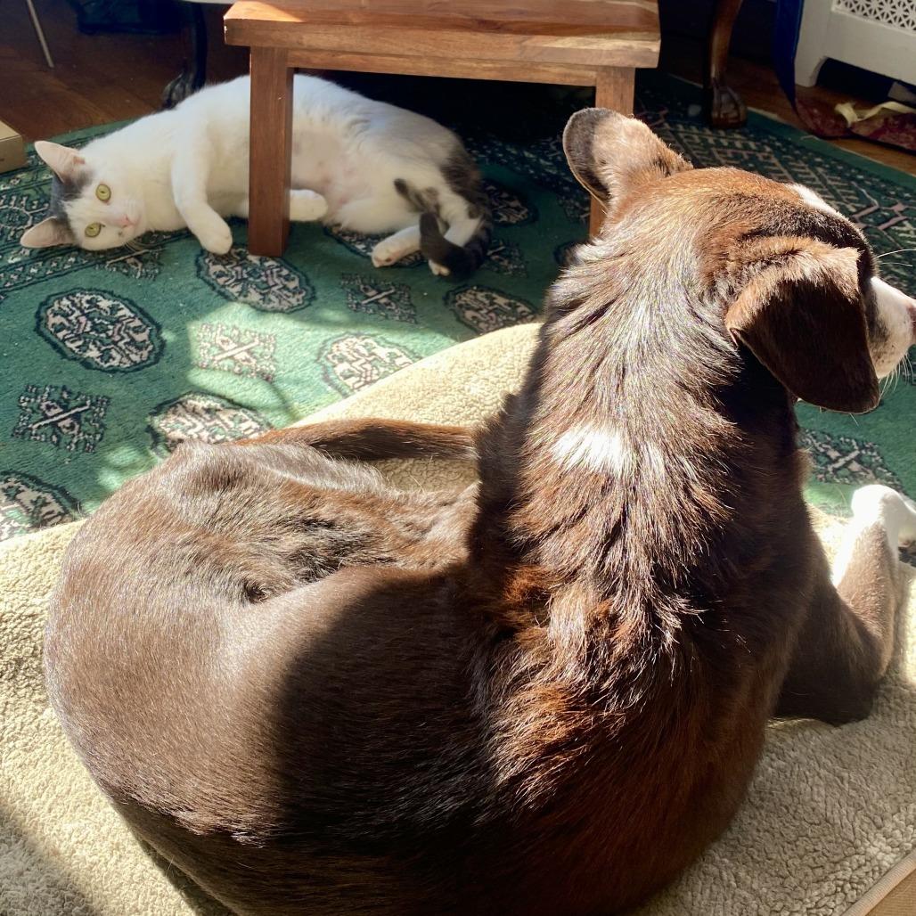 Enlarge Ivy, a Adoptable Domestic Short Hair in Ashland, MA image 4/4