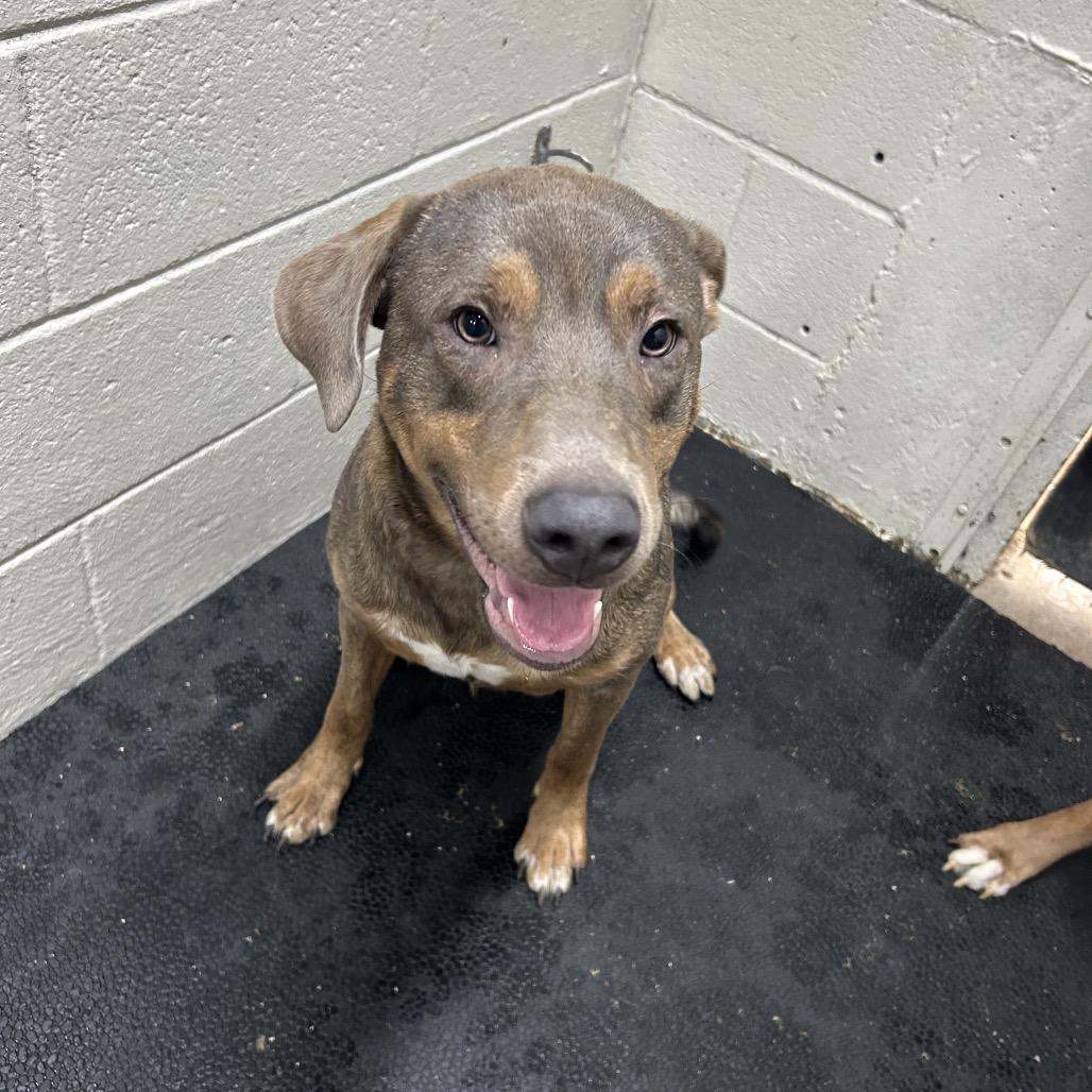 Wesson, Adoptable, Young Male Labrador Retriever & Australian Cattle Dog / Blue Heeler.