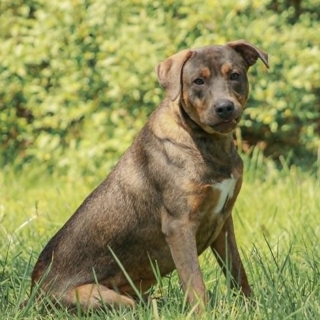Enlarge Wesson, a Adoptable mixed breed in Madisonville, KY image 2/2