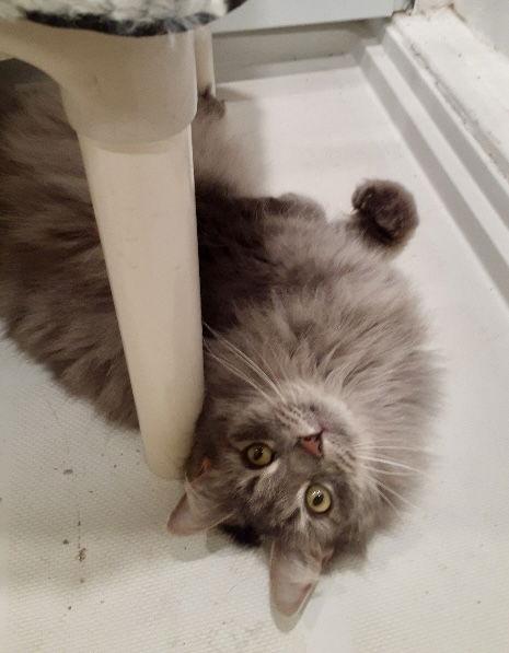 Diane, Adoptable, Adult Female Domestic Medium Hair.