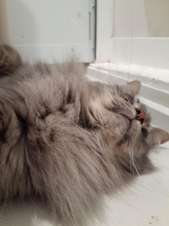 Enlarge Diane, a Adoptable Domestic Medium Hair in Pittsburgh, PA image 3/3