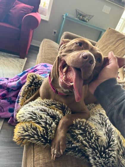 Frosted Flakes (in foster), Adoptable, Adult Female Pit Bull Terrier & Mixed Breed.