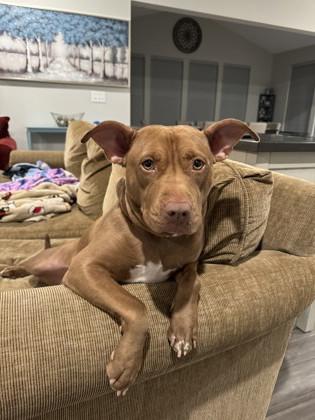 Frosted Flakes (in foster), Adoptable, Adult Female Pit Bull Terrier & Mixed Breed.