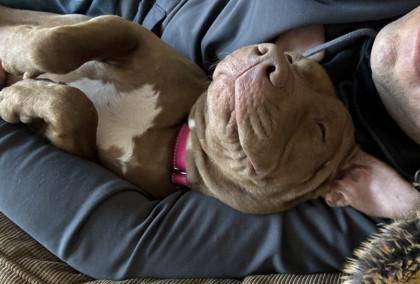 Frosted Flakes (in foster), a Adoptable mixed breed in Fishers, IN image 3/3