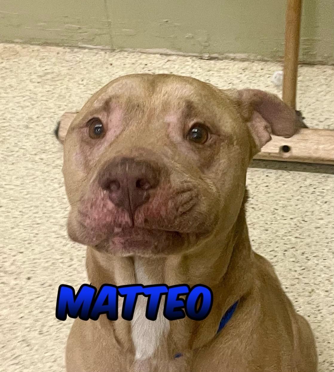 Matteo
