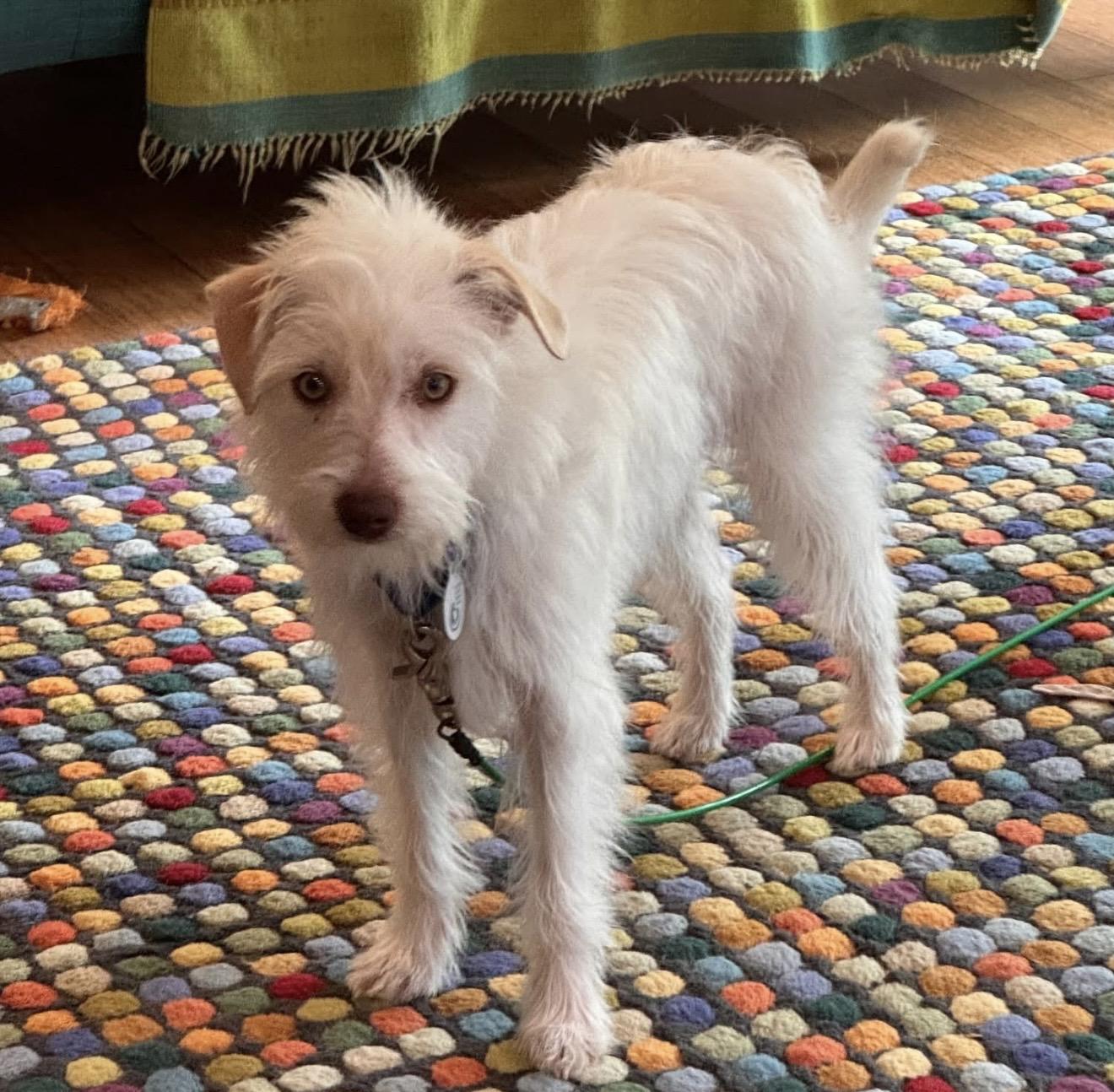 Amber, adoptable, Adult Female Terrier.