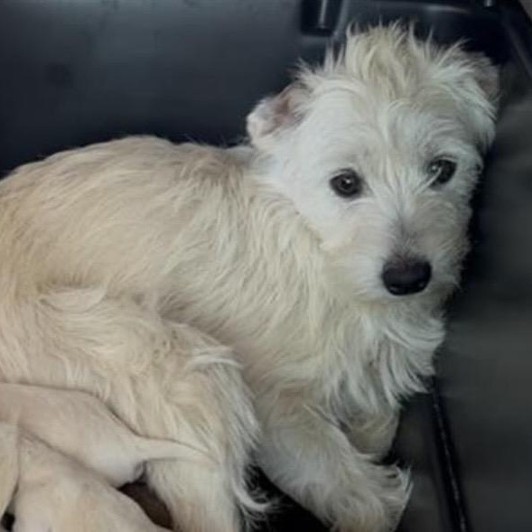 Enlarge Amber, a ADOPTABLE mixed breed in Santa Rosa, CA image 1/1