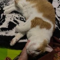 Scooby, a ADOPTABLE Domestic Short Hair in Waltham, MA image 3/5