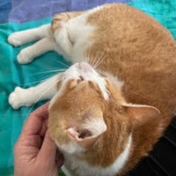 Scooby, a ADOPTABLE Domestic Short Hair in Waltham, MA image 4/5