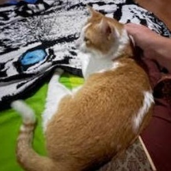 Scooby, a ADOPTABLE Domestic Short Hair in Waltham, MA image 2/5