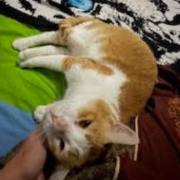 Scooby, a ADOPTABLE Domestic Short Hair in Waltham, MA image 1/5