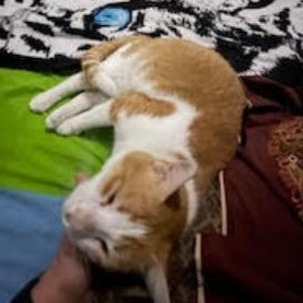 Scooby, a ADOPTABLE Domestic Short Hair in Waltham, MA image 5/5