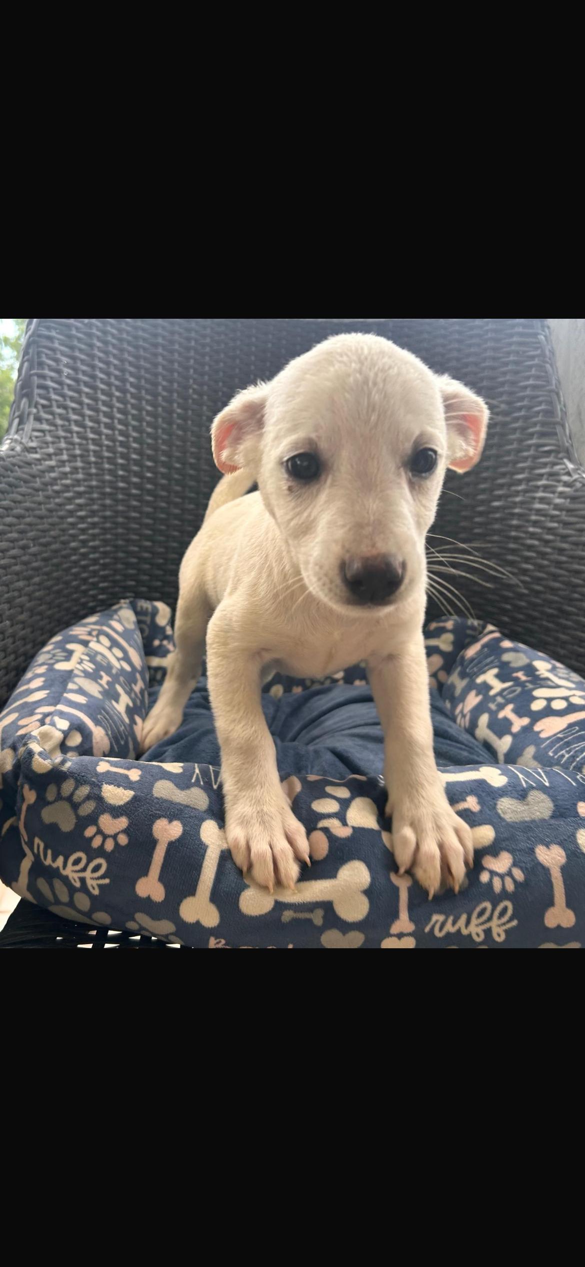 Pebbles, Adoptable, Puppy Female Jindo & Mixed Breed.