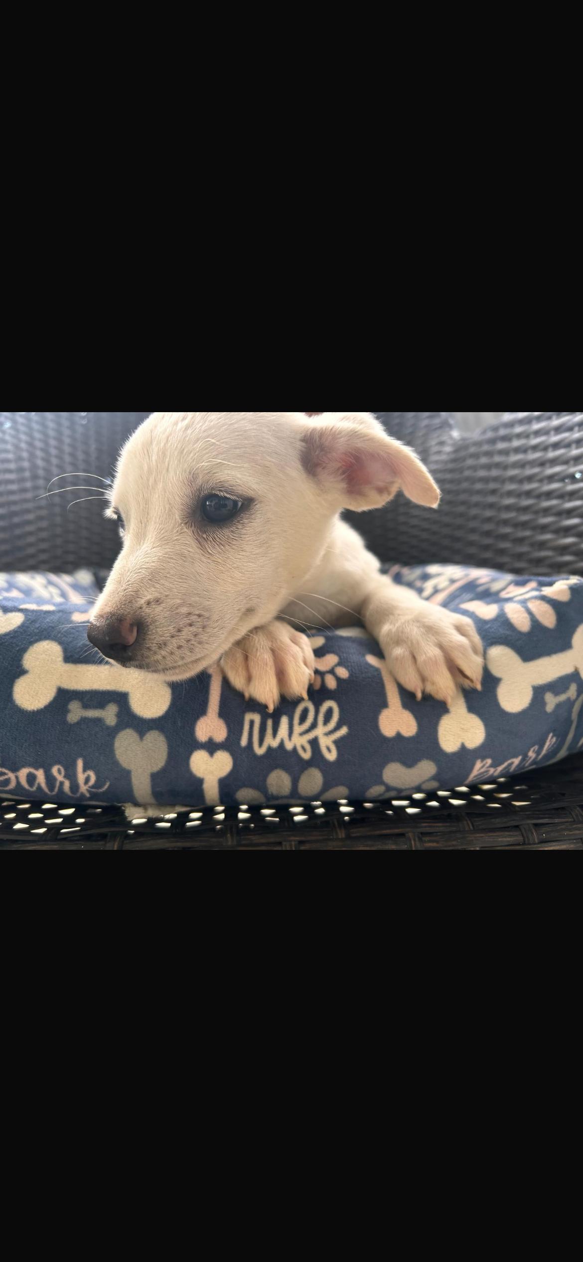 Enlarge Pebbles, a Adoptable mixed breed in Virginia Beach, VA image 3/3