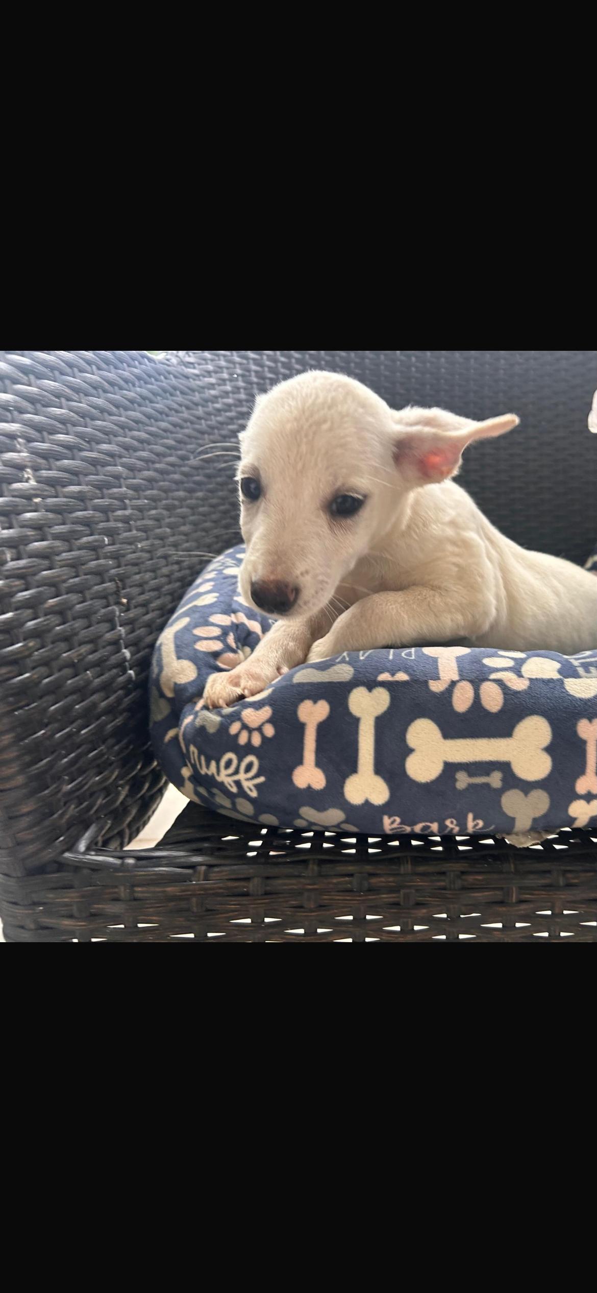 Enlarge Pebbles, a Adoptable mixed breed in Virginia Beach, VA image 2/3