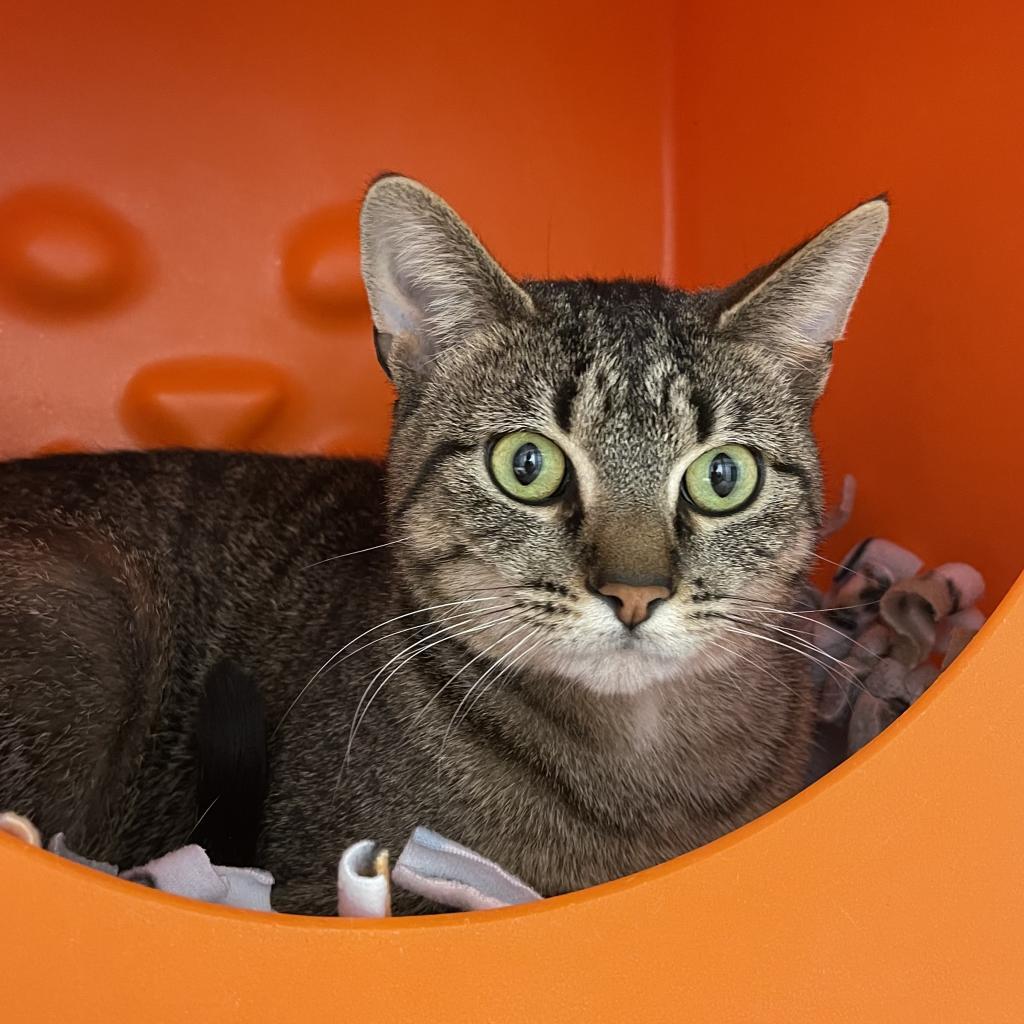 Enlarge Rumini, a Adoptable Domestic Short Hair in Brookfield, WI image 1/4