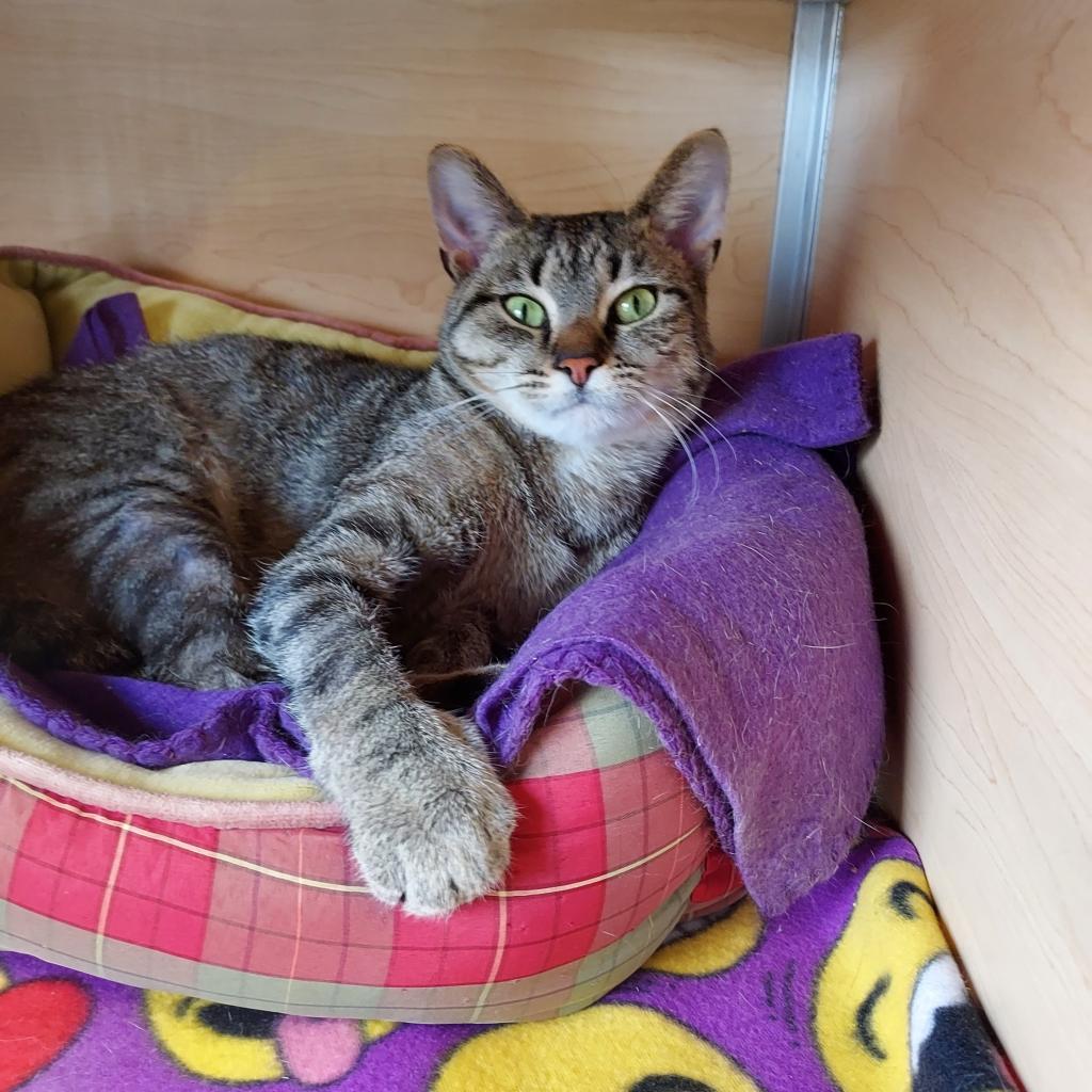 Enlarge Rumini, a Adoptable Domestic Short Hair in Brookfield, WI image 3/4