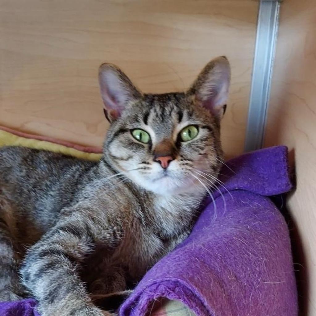 Enlarge Rumini, a Adoptable Domestic Short Hair in Brookfield, WI image 4/4