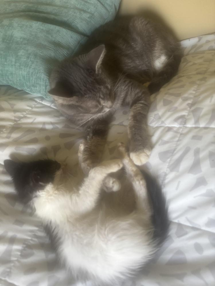 Dorothy, Adoptable, Kitten Male Domestic Short Hair.