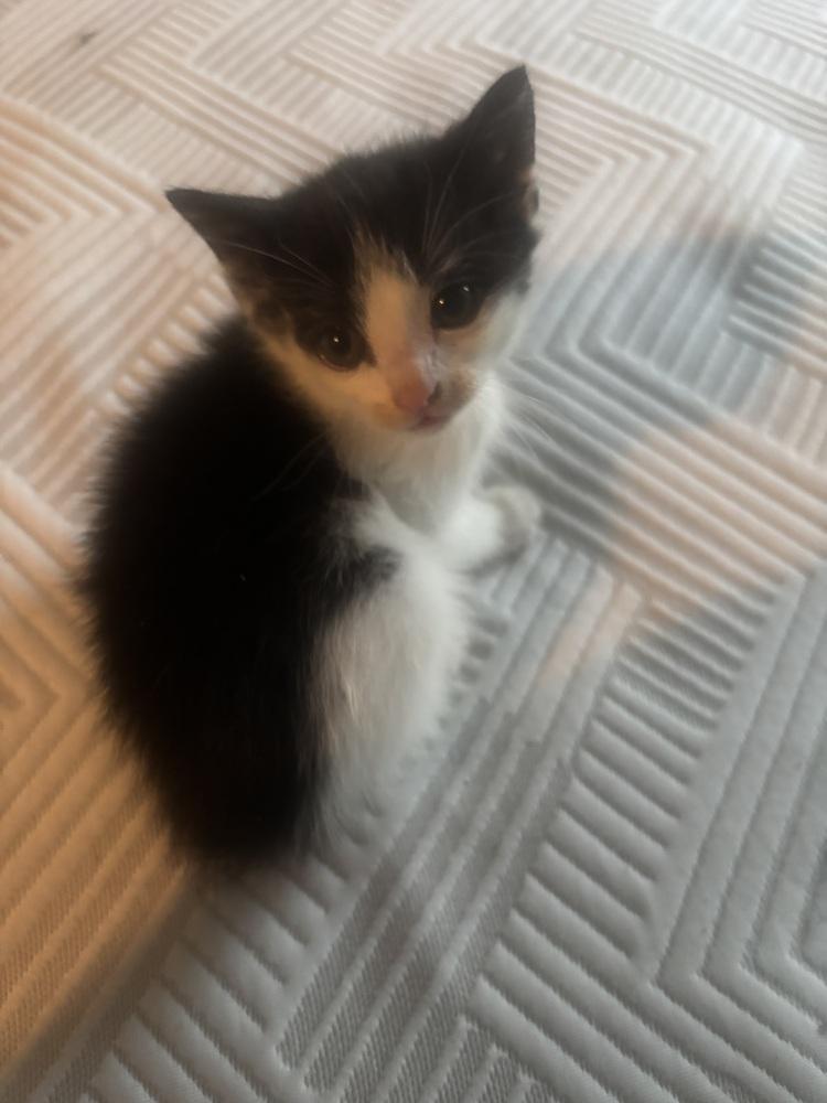 Enlarge Dorothy, a Adoptable Domestic Short Hair in Salisbury, NC image 2/5