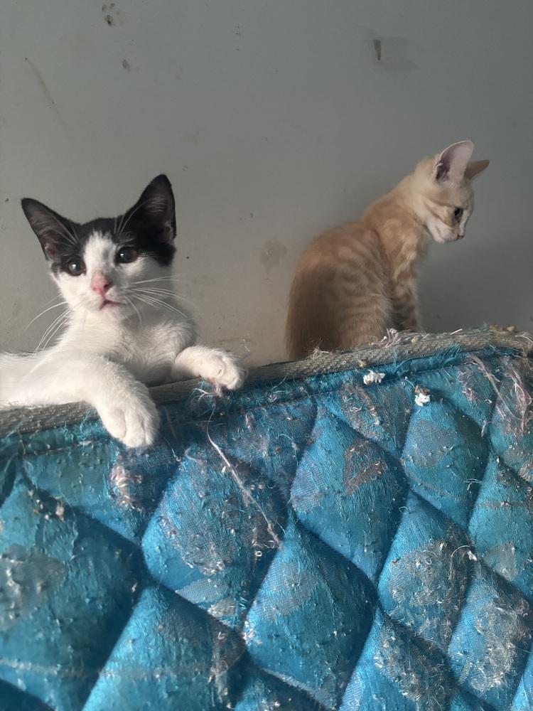 Enlarge Dorothy, a Adoptable Domestic Short Hair in Salisbury, NC image 3/5