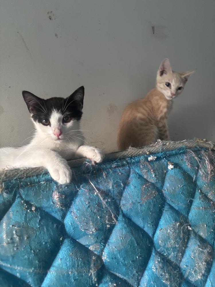 Enlarge Dorothy, a Adoptable Domestic Short Hair in Salisbury, NC image 4/5