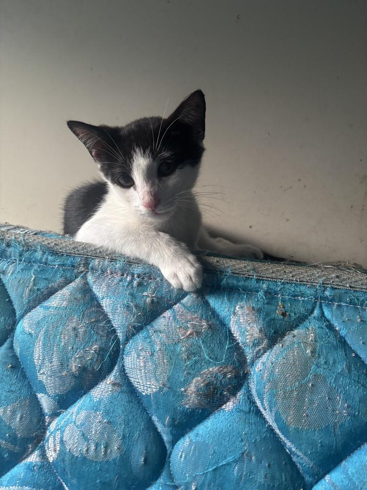 Enlarge Dorothy, a Adoptable Domestic Short Hair in Salisbury, NC image 5/5