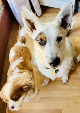 Enlarge Ray, a Adoptable Mixed Breed in Toluca Lake, CA image 2/6