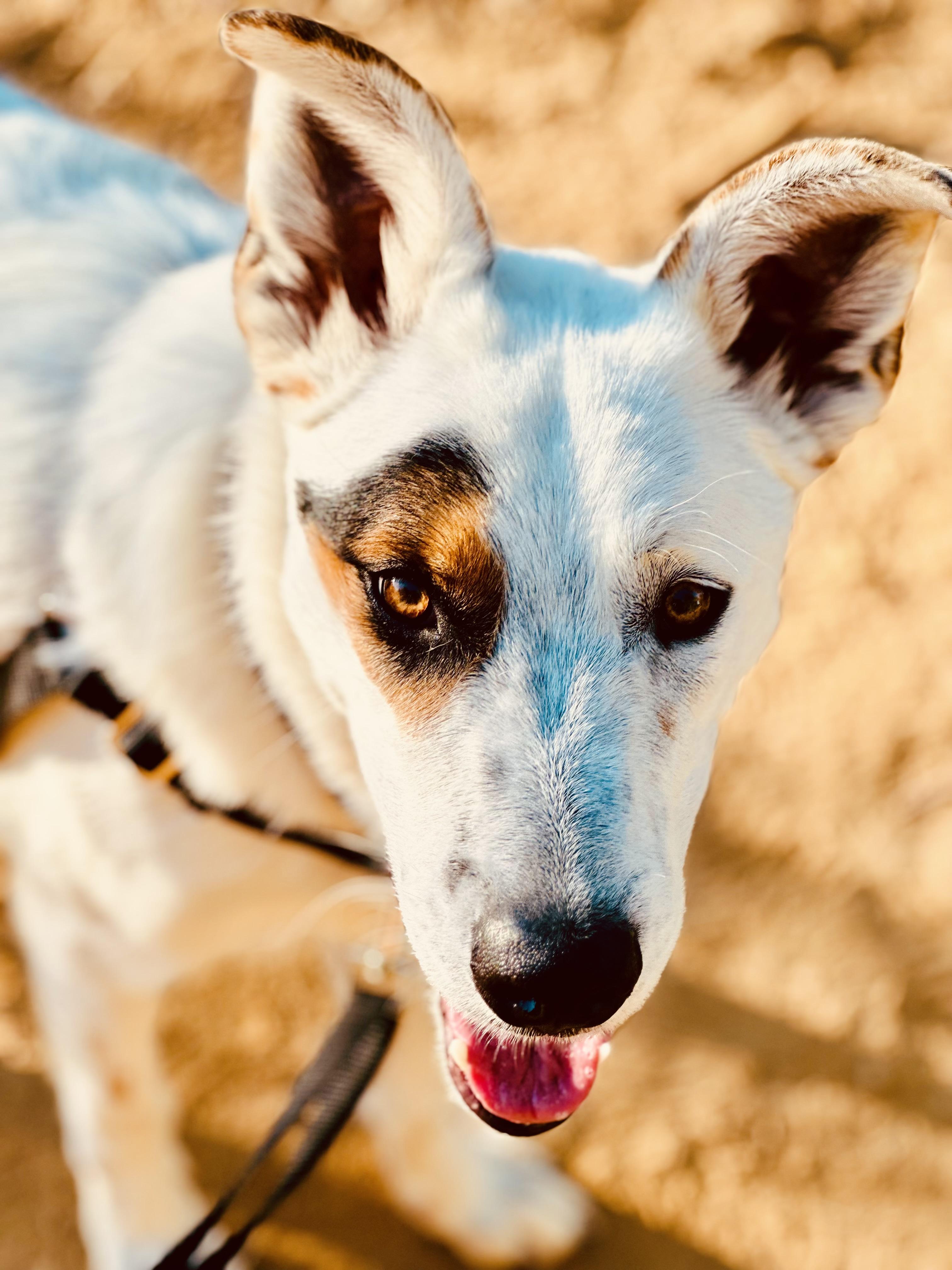 Enlarge Ray, a Adoptable Mixed Breed in Toluca Lake, CA image 4/6