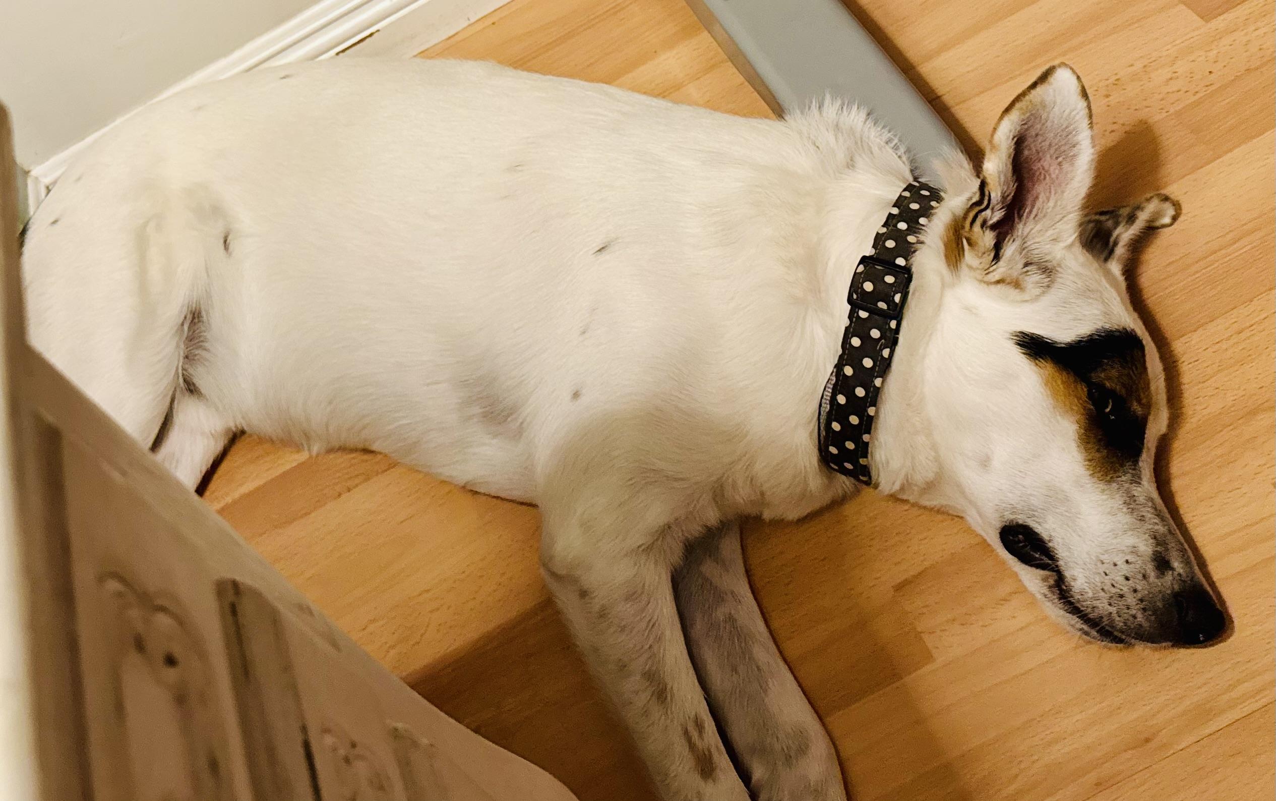 Enlarge Ray, a Adoptable Mixed Breed in Toluca Lake, CA image 6/6