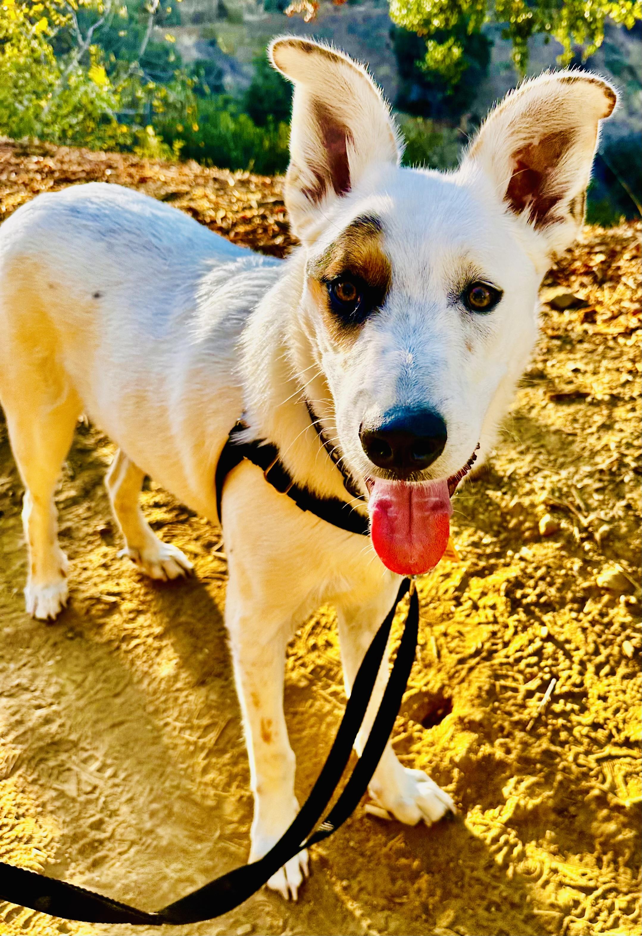 Enlarge Ray, a Adoptable Mixed Breed in Toluca Lake, CA image 1/6