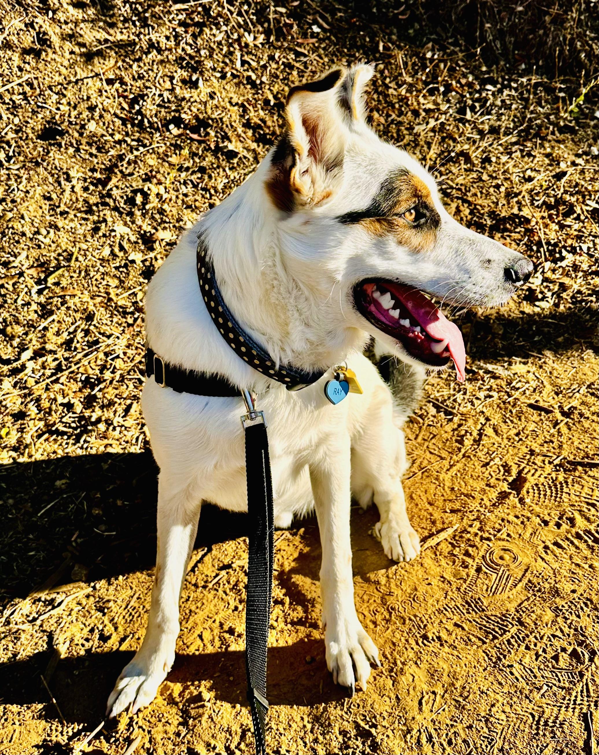 Enlarge Ray, a Adoptable Mixed Breed in Toluca Lake, CA image 5/6