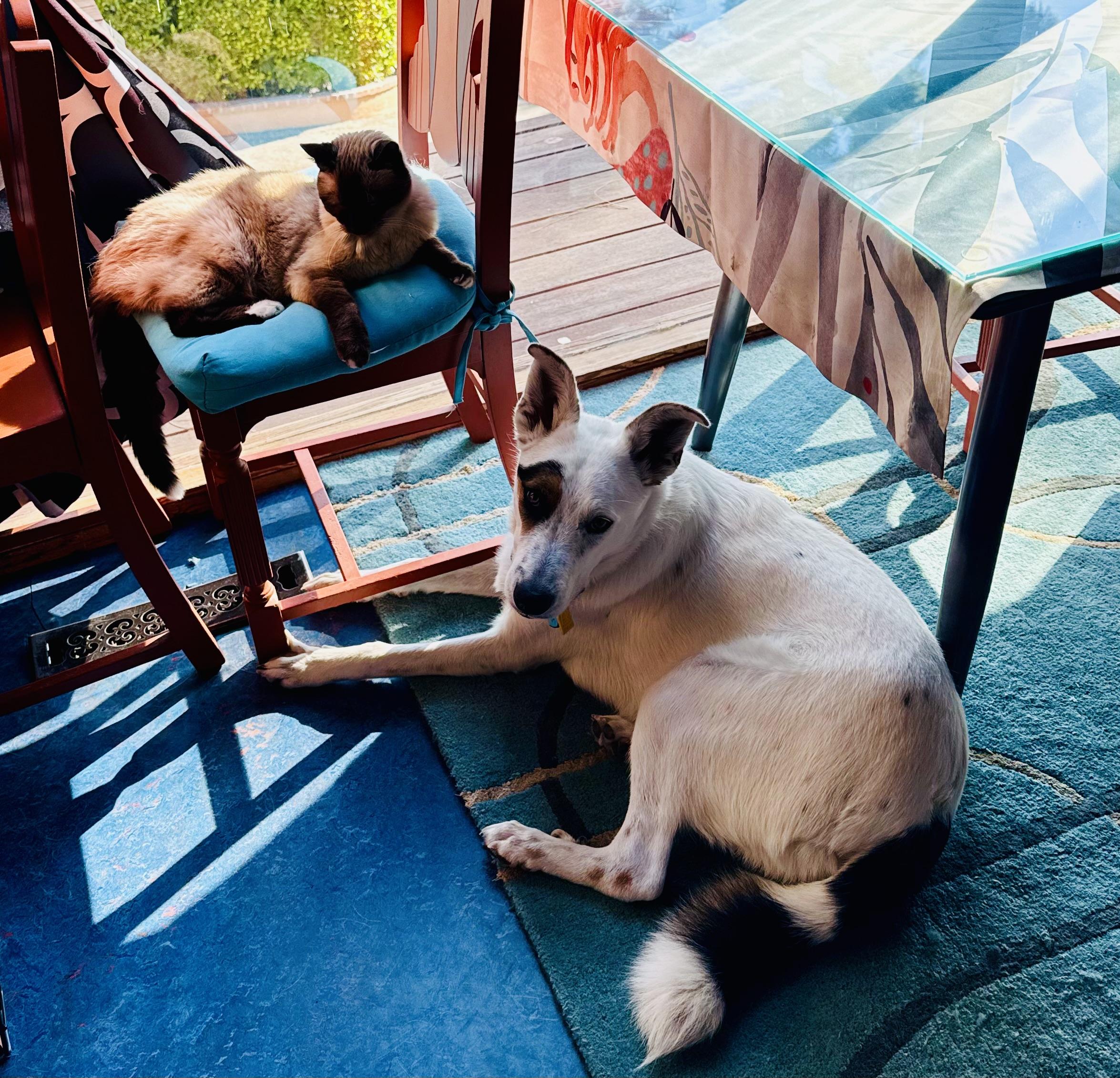 Enlarge Ray, a Adoptable Mixed Breed in Toluca Lake, CA image 3/6