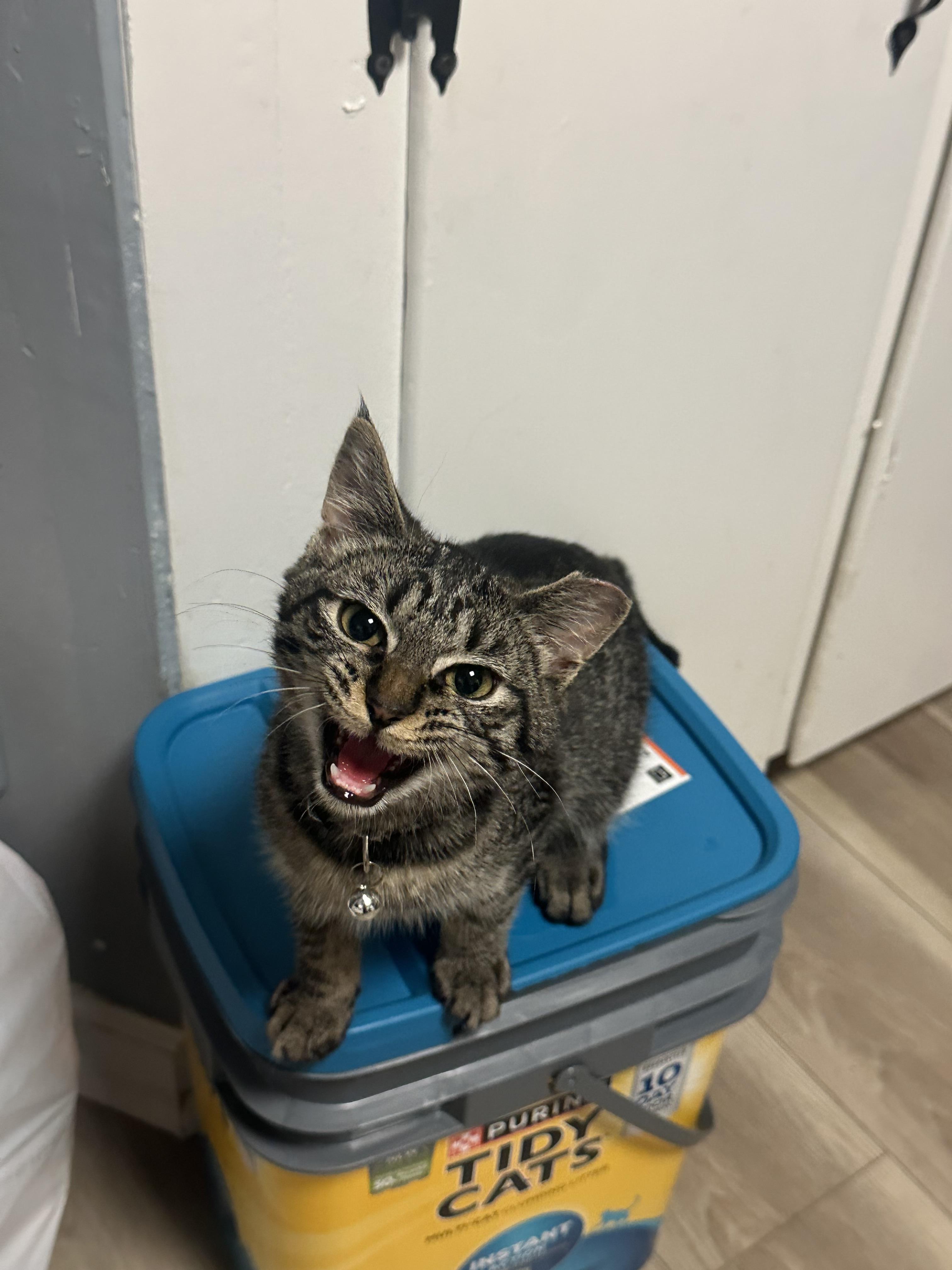 Demi, a Adopted American Shorthair in Elmira, NY image 1/2