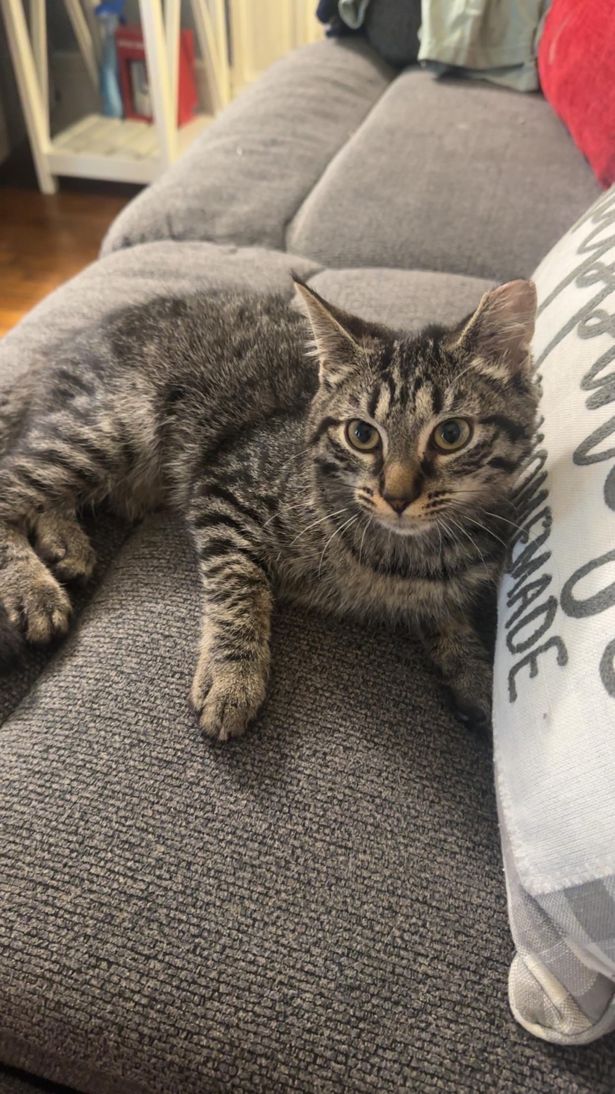 Demi, a Adopted American Shorthair in Elmira, NY image 2/2