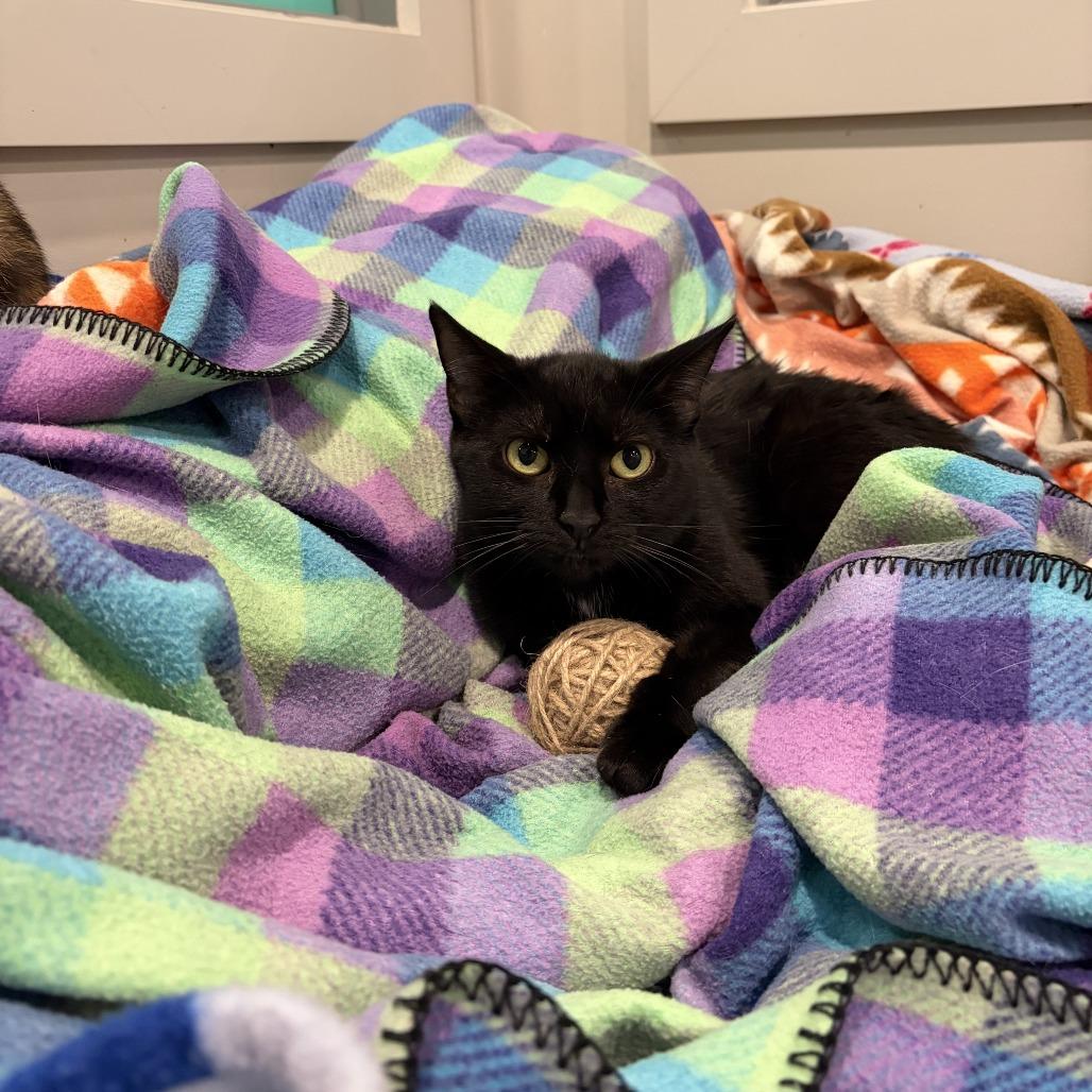 Drizella, Adoptable, Adult Female Domestic Short Hair.