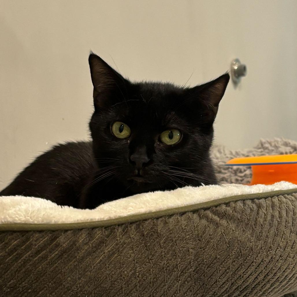Drizella, a Adoptable Domestic Short Hair in Louisville, KY image 1/3