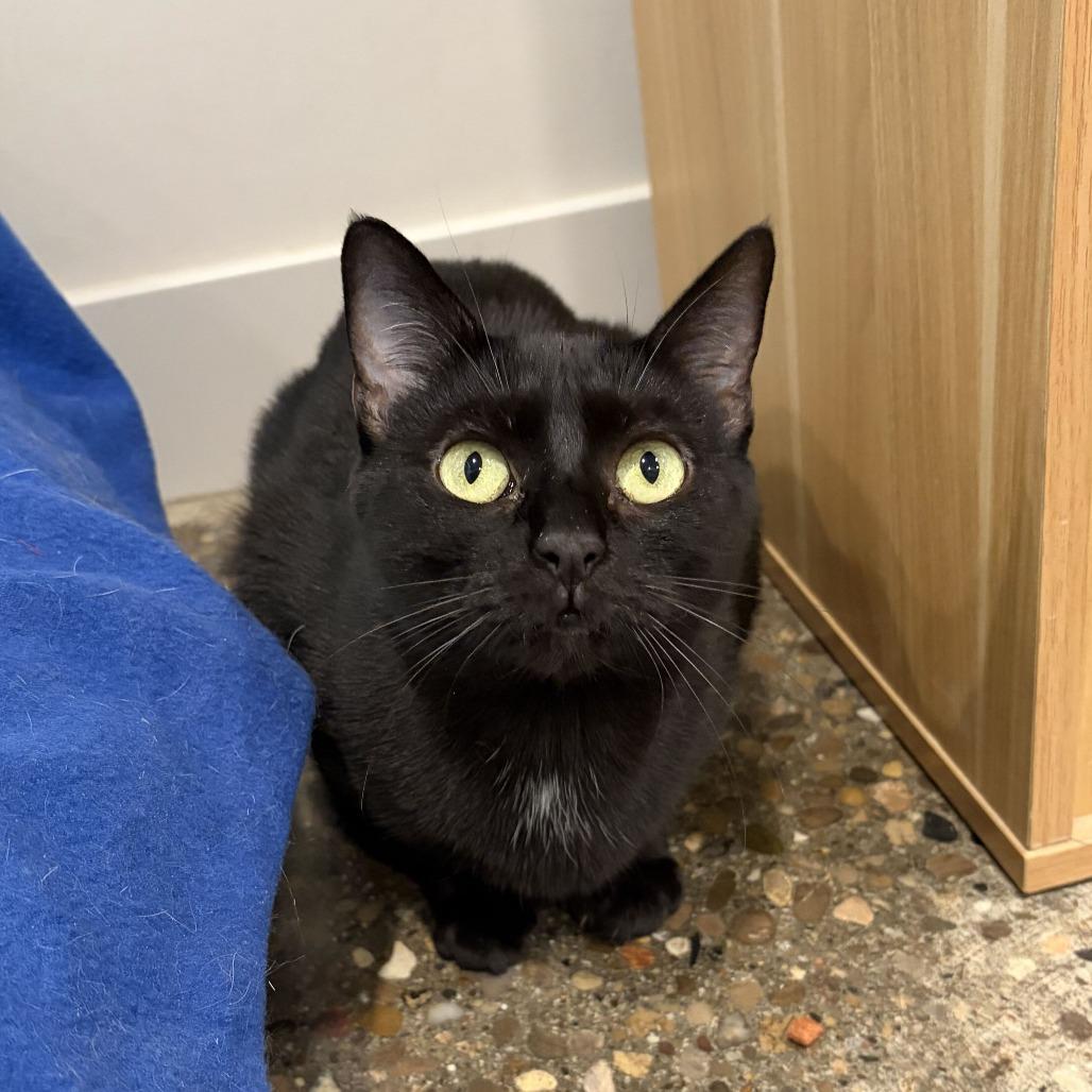 Enlarge Drizella, a Adoptable Domestic Short Hair in Louisville, KY image 4/4